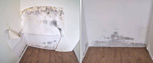 Best Professional Mold Removal  in Asheville, NC